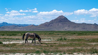 Wild Horses